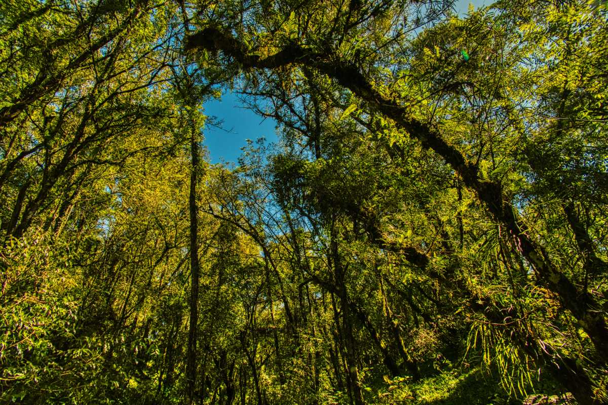 photos des yungas, forêt d'argentine