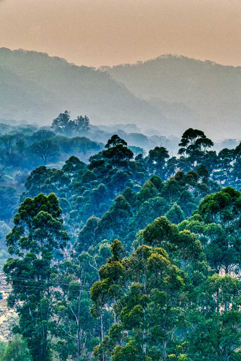 photos des yungas, forêt d'argentine