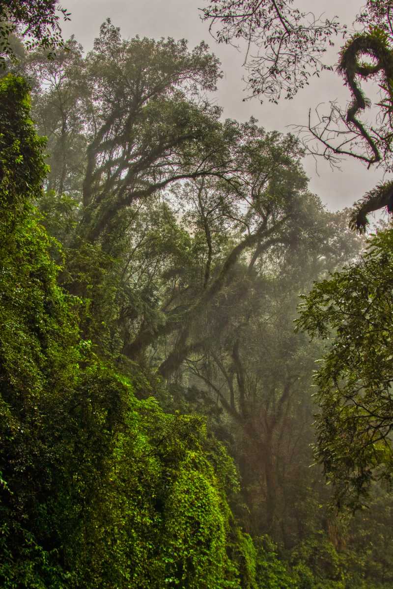 photos des yungas, forêt d'argentine