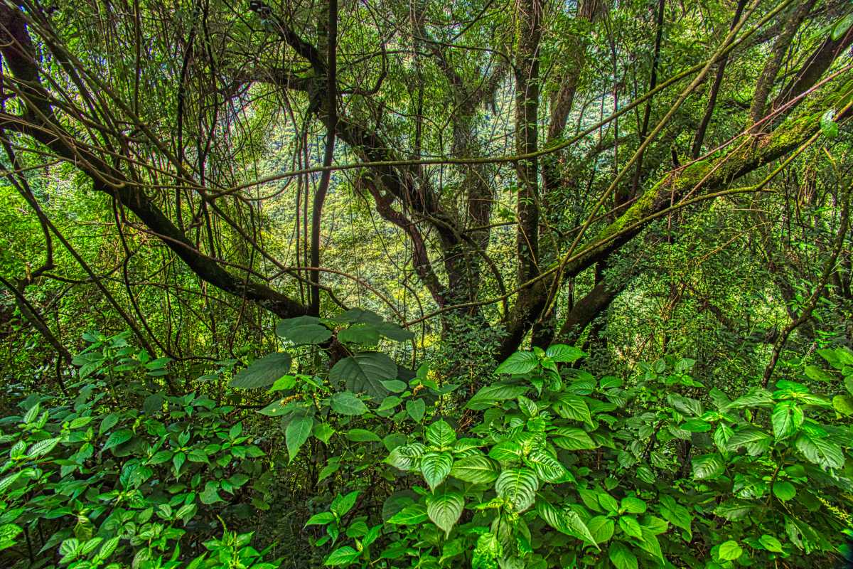 photos des yungas, forêt d'argentine