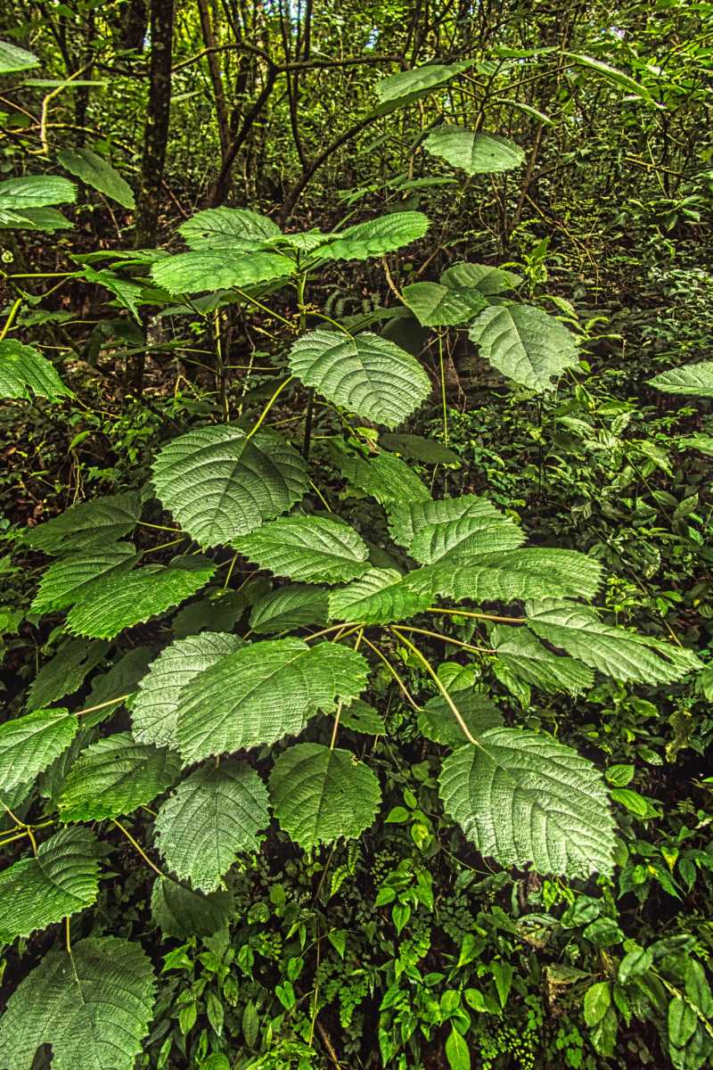 photos des yungas, forêt d'argentine