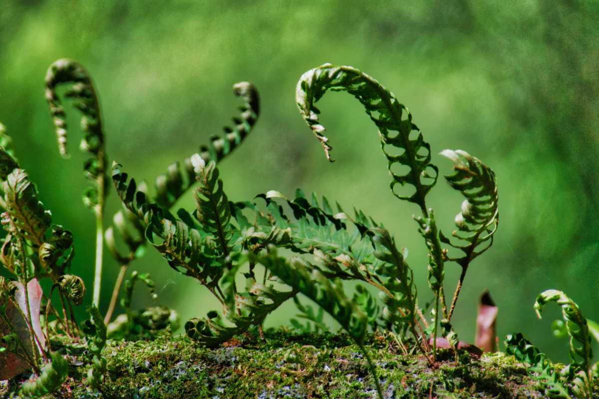 photos des yungas, forêt d'argentine