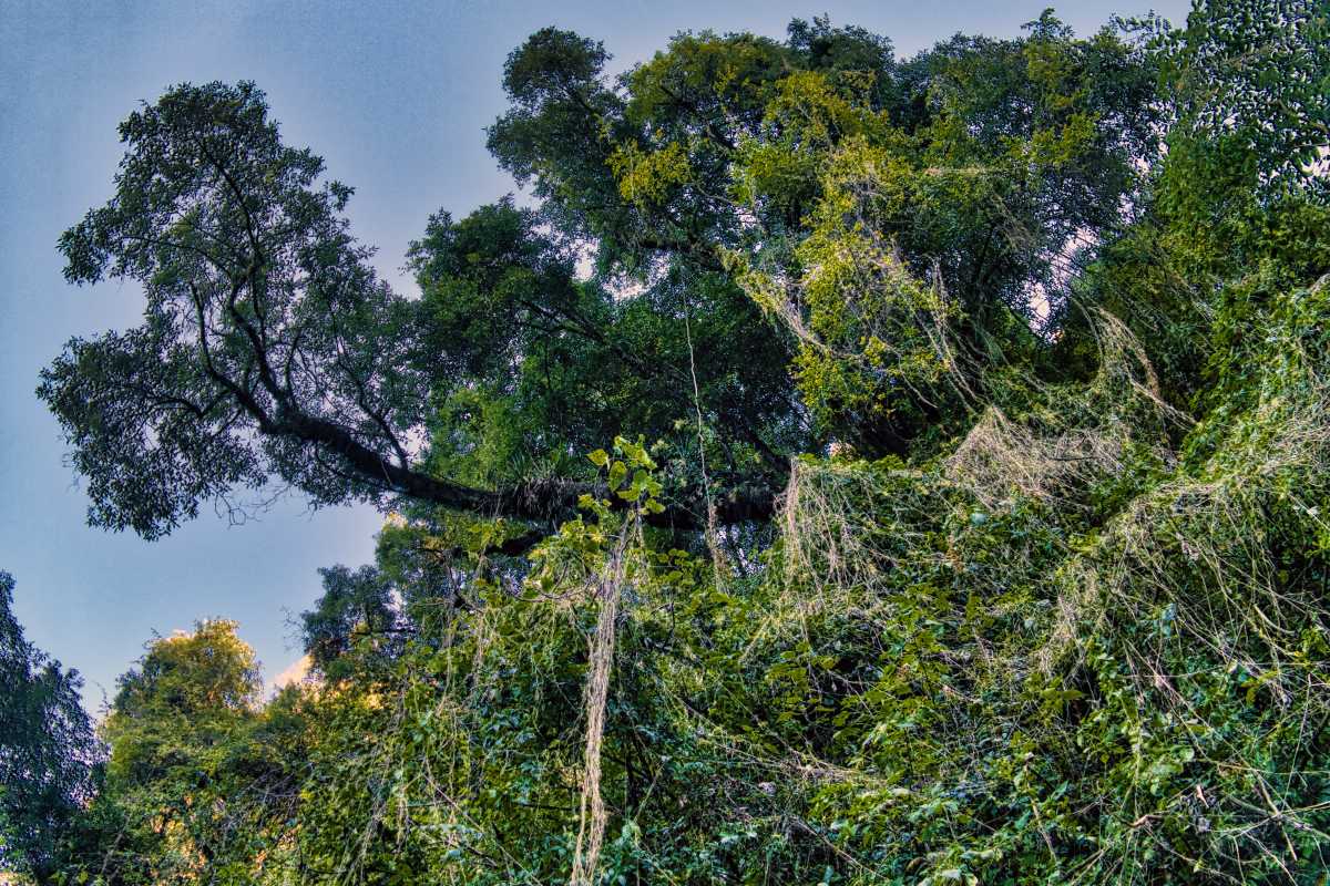 photos des yungas, forêt d'argentine