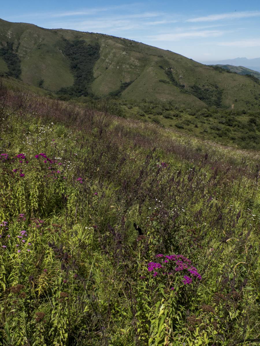 photos des yungas, forêt d'argentine