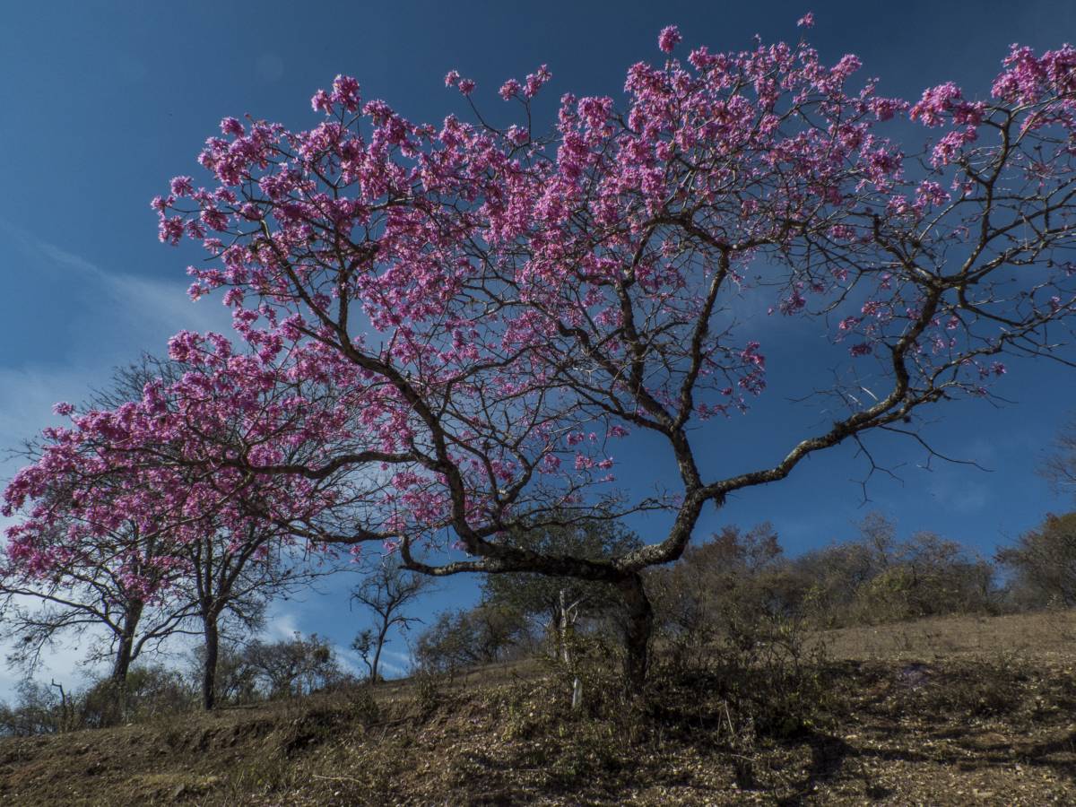 photos des yungas, forêt d'argentine