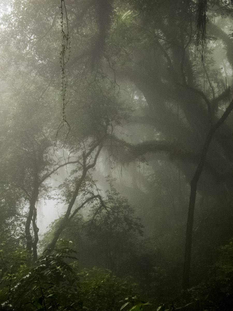 photos des yungas, forêt d'argentine
