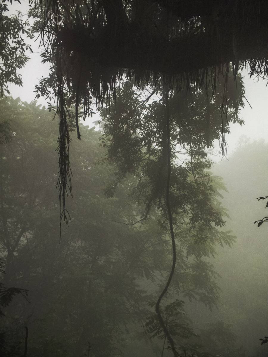 photos des yungas, forêt d'argentine