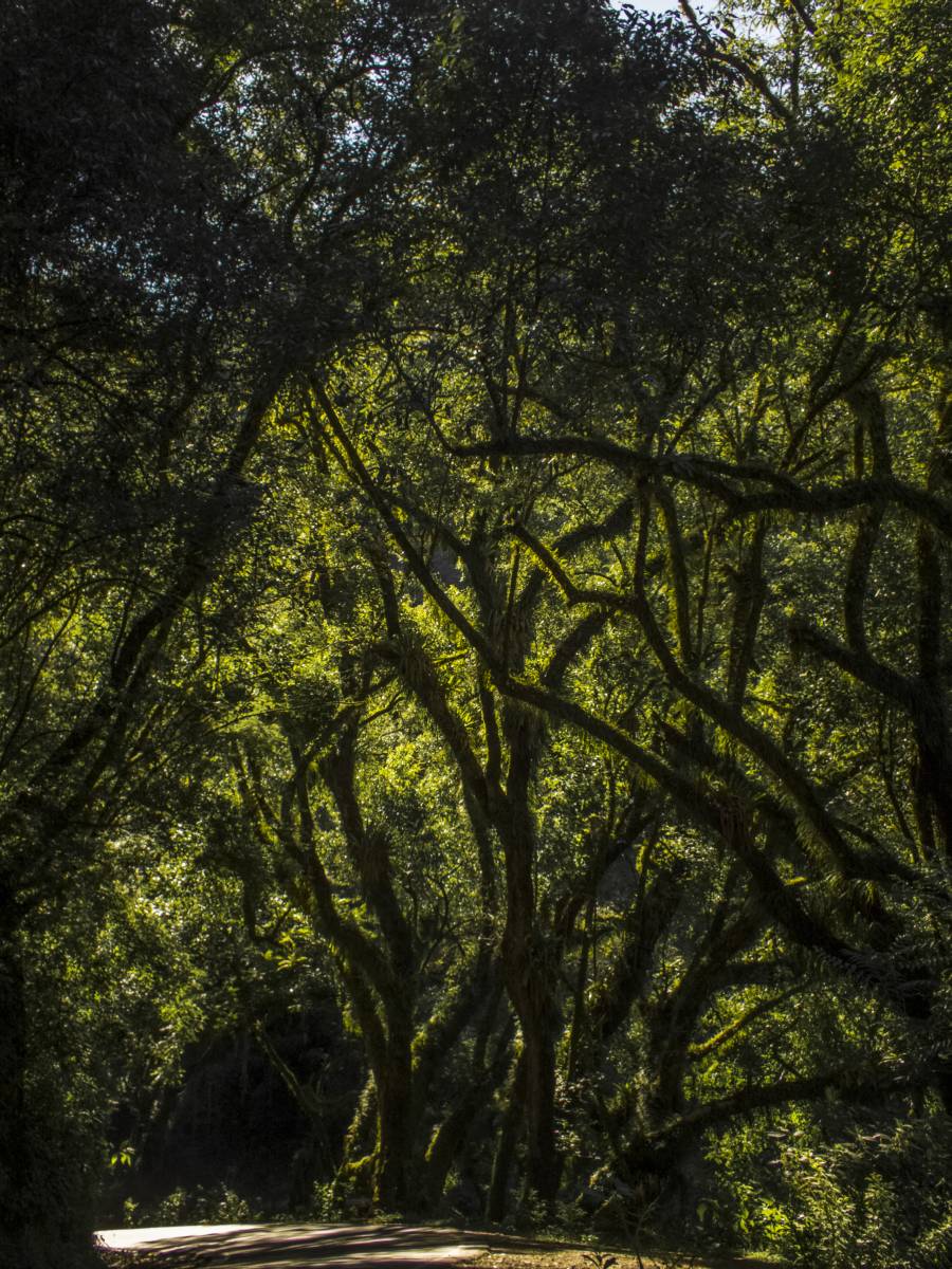 photos des yungas, forêt d'argentine