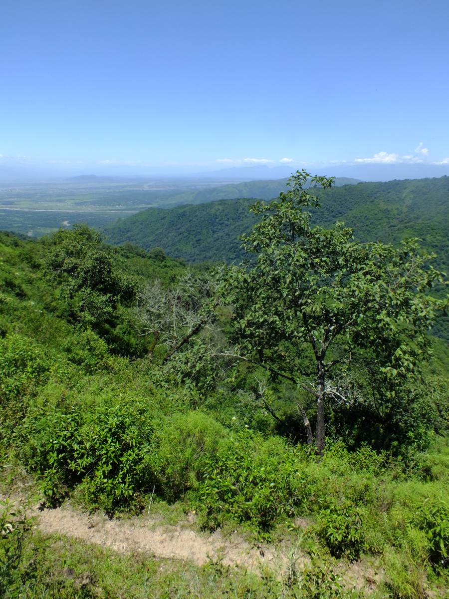 photos des yungas, forêt d'argentine