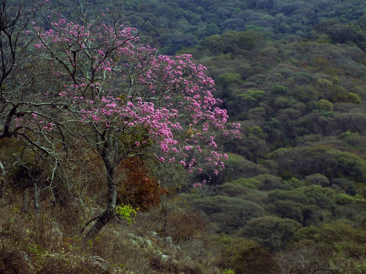 photos des yungas, forêt d'argentine