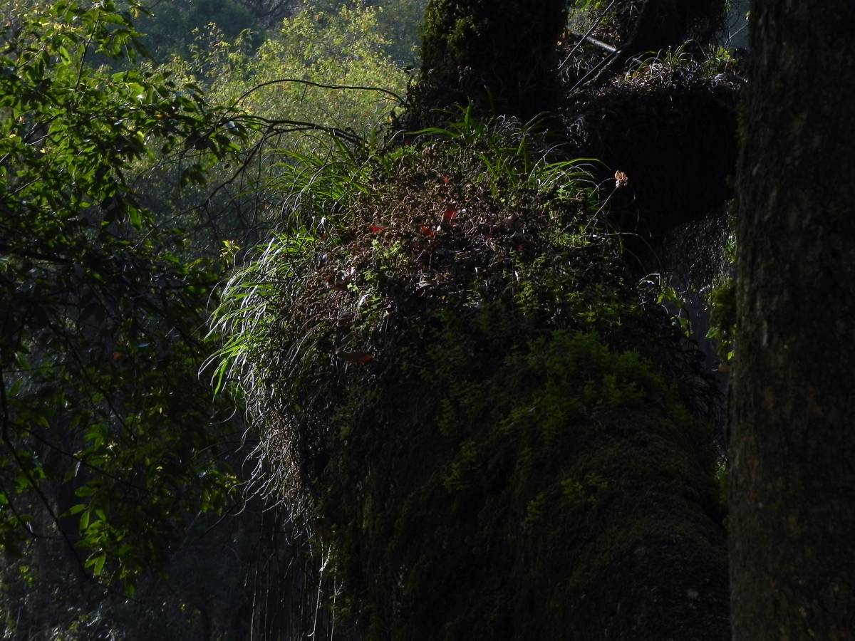 photos des yungas, forêt d'argentine