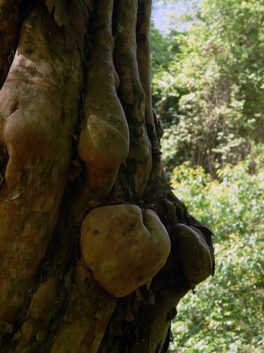 photos des yungas, forêt d'argentine